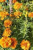 African Marigold, Tagetes erecta Sierra Orange, flowers
