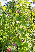 Tall Morning Glory La Vie en Rose, Ipomoea purpurea La Vie en Rose, flowers