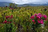 Pink everlasting, pink strawflower or Cape everlasting (Phaenocoma prolifera) flower in amongst typical fynbos habitat. Hermanus, Whale Coast, Overberg, Western Cape, South Africa.