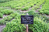 Sign indicating the cosmetic plant Melissa and its properties in the educational garden on the Clarins estate, Serraval, France .