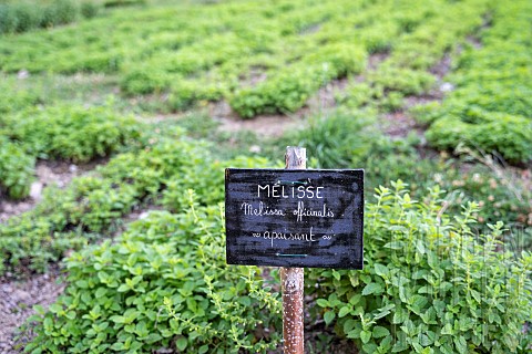 Sign_indicating_the_cosmetic_plant_Melissa_and_its_properties_in_the_educational_garden_on_the_Clari