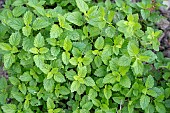 Lemon balm in the Clarins estate garden, harvested for cosmetic use, Serraval, France