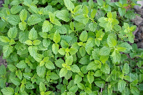 Lemon_balm_in_the_Clarins_estate_garden_harvested_for_cosmetic_use_Serraval_France