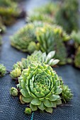 Roofleaf in the garden of the Clarins estate, harvested for cosmetic use, Serraval, France.