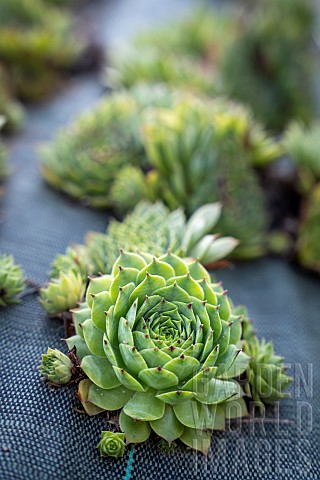 Roofleaf_in_the_garden_of_the_Clarins_estate_harvested_for_cosmetic_use_Serraval_France