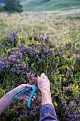 Picking heather bollards in the mountains to make herbal teas. Portrait of an independent woman farmer whose economic activity is a plant garden and wild gathering in the mountains of the Alps, Haute-Savoie, France,