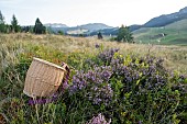 Picking heather bollards in the mountains to make herbal teas. Portrait of an independent woman farmer whose economic activity is a plant garden and wild gathering in the mountains of the Alps, Haute-Savoie, France