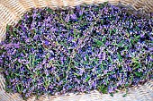 Picking heather bollards in the mountains to make herbal teas. Portrait of an independent woman farmer whose economic activity is a plant garden and wild gathering in the mountains of the Alps, Haute-Savoie, France