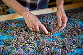 Heather harvested in the morning at dawn is being dried and blended for herbal tea. Portrait of an independent woman farmer whose economic activity is a plant garden and wild gathering in the mountains of the Alps, Haute-Savoie, France.