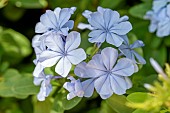 Cape leadwort (Plumbago auriculata) flowers