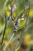 Cabbage aphids (Brevicoryne brassicae) on Perennial wall rocket (Diplotaxis tenuifolia) in autumn, Piemont, Italy