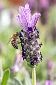 Honey bee (Apis mellifera) foraging on French lavender (Lavandula stoechas)