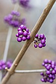 Fruits of Bodinier beautyberry (Callicarpa bodinieri) in winter
