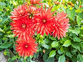 Dahlia Elektra, flowers