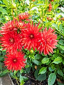 Dahlia Elektra, flowers