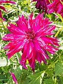 Dahlia Bangkok Violet, flower