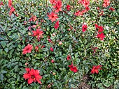 Dahlia Pampa, flowers