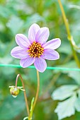 Dahlia tubulata, flower
