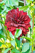 Dahlia Arabian Night, flower