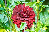 Dahlia Arabian Night, flower