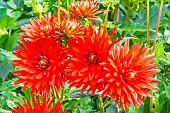 Dahlia Elektra, flowers