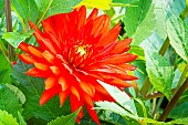 Dahlia Elektra, flower