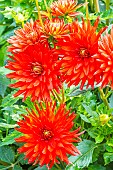 Dahlia Elektra, flowers