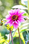 Dahlia Fashionissimo, flower