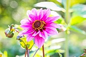 Dahlia Fashionissimo, flower