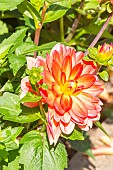 Dahlia Valentino, flower