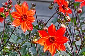 Dahlia Pampa, flowers