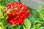 Dahlia Elina, flower