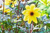 Dahlia Bright & Black, flower