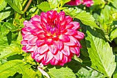Dahlia Esmeralda, flower