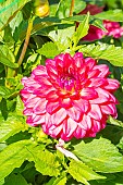 Dahlia Esmeralda, flower