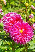 Dahlia Aquitania, flowers
