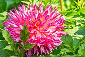 Dahlia Nenekazi, flower