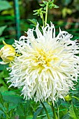 Dahlia Tsuki Yori No Shisha, flower