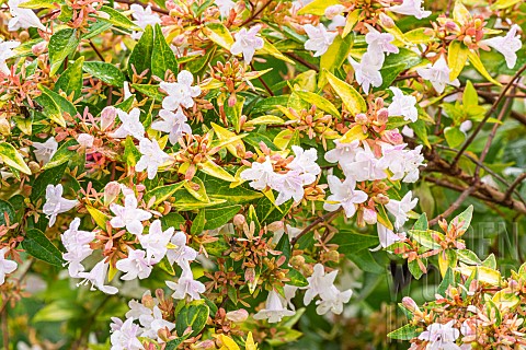 Glossy_Abelia_Abelia_grandiflora_Gold_Spot_flowers