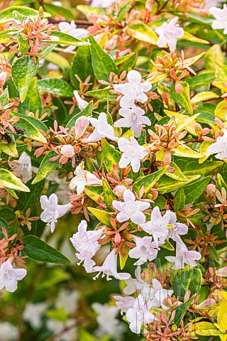 Glossy_Abelia_Abelia_grandiflora_Gold_Spot_flowers