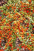 Cotoneaster fastigiatus, fruits