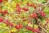 Cotoneaster gentiana, fruits