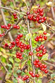 Cotoneaster obscurus, fruits