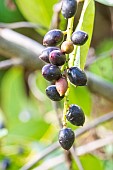 Dwarf Cherry Laurel, Prunus laurocerasus Nana, fruits