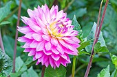Dahlia Lilac Time, flower