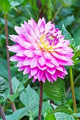Dahlia Lilac Time, flower