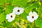 White Black-Eyed Susan Vine Thunbergia, Thunbergia alata ?Suzsan White?, flowers