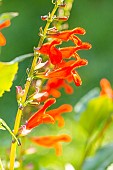 Belize Sage, Salvia miniata, flowers
