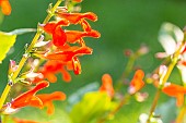 Belize Sage, Salvia miniata, flowers