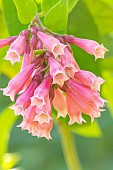 Pink Cestrum, Cestrum elegans Smithii, flowers